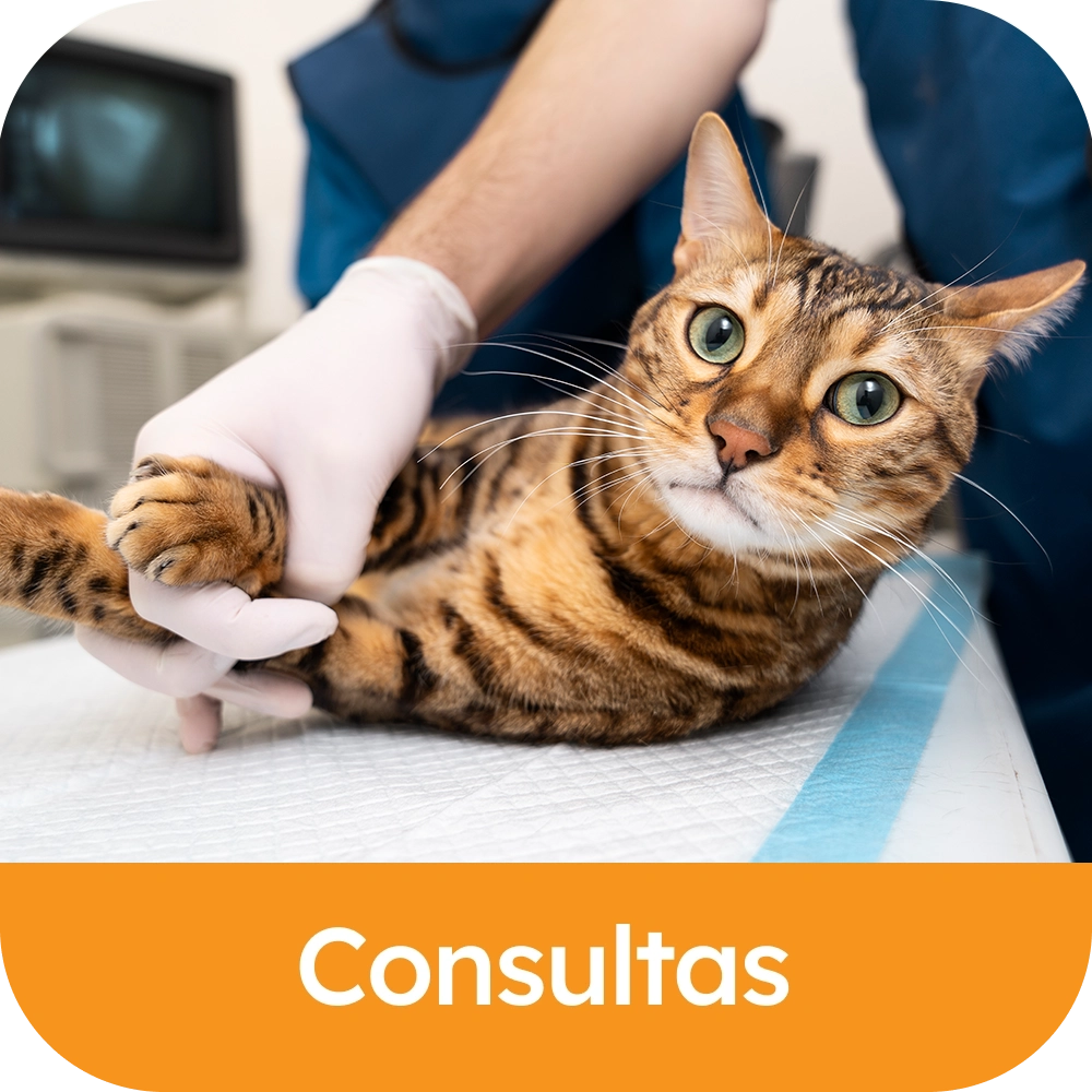 Consultas.webp